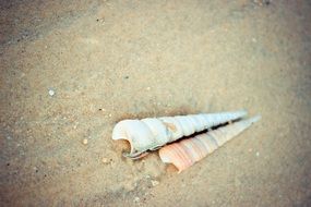 long sharp seashells on the sandy beach