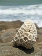 coral stone on the beach close up