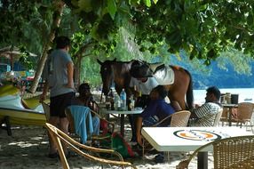 walking horse malaysia beach