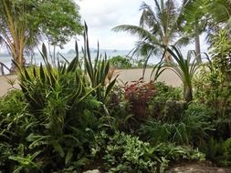 nice green beach