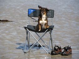dog sitting in the chair on the beach
