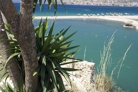 palm tree on a beach in summer