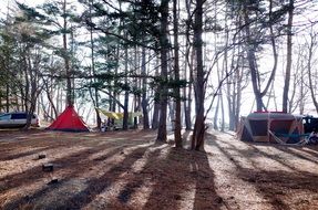 tents in the forest