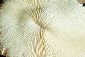 shark's nest in the ocean