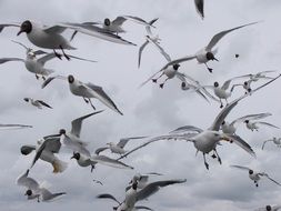 lot of seagulls in the sky