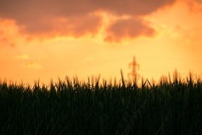 barley field at sunset