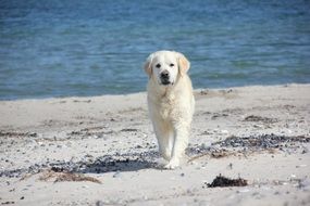 golden retriever by the river