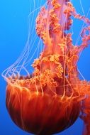 orange jellyfish in the blue ocean