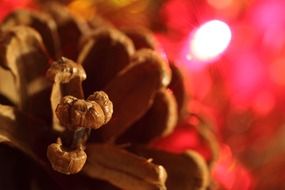 pine cone closeup
