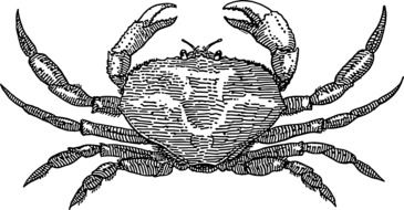 crab crustaceans black and white sketch
