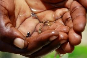 small fish in wet hands close-up