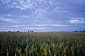 corn field at evening