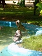 picture of the pelican in the zoo, dominican republic