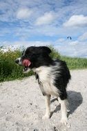 border collie on the sandy beach of the Baltic Sea