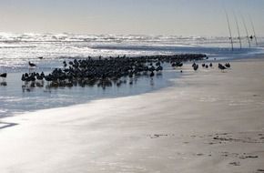 A lot of the seagulls in the ocean