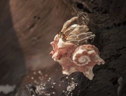 closeup picture of the pink crab on the beach in Thailand