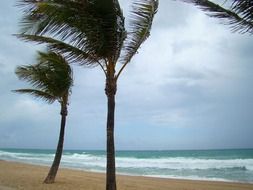 Palm tree at storm time