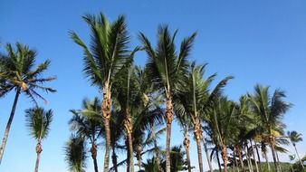 palm trees blue sky