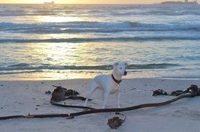 charmingly beautiful dog on beach