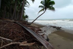 tropical beach with palm trees in the philippines