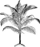 graphic image of black and white palm