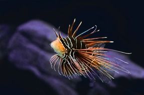 Photo of Tropical fish in aquarium