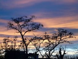 sunset sky afterglow behind the tree