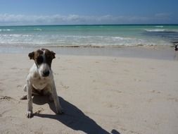 brown white puppy on the beach in Jamaica