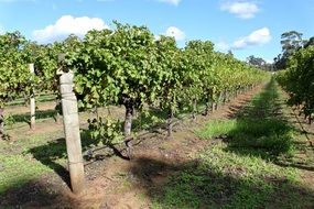 green vineyards in australia