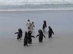 penguins on the coast of Antarctica