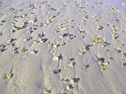 small bright stones on the sand on the beach in denmark