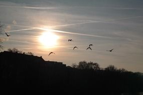 beauteous sunset birds fly contrail sun sky