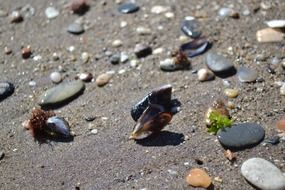 mussels and pebbles on a sandy beach