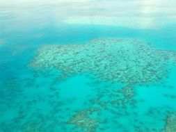 great barrier coral reef