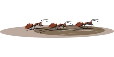 ants walking as a drawing