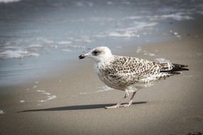 Seagull on the beach of Baltic Sea