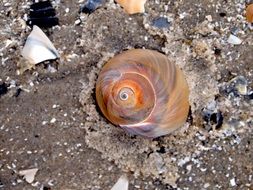 seashell on the sand