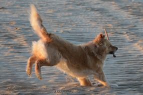 wonderful golden retriever dog