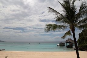 palm tree and pier at sand beach, philippines