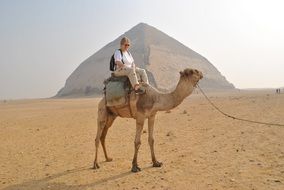 camel by pyramids