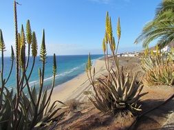 ocean beach in Fuerteventura