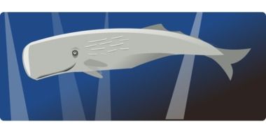 white whale mammal drawing