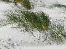 north sea dunes