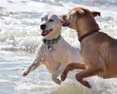 two dogs in the spray of the surf