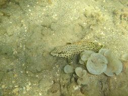 fish tropical underwater