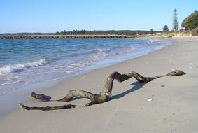 driftwood on sand beach at ocean
