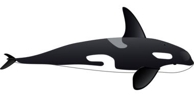 graphic image of a black-white orca