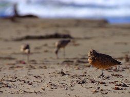 birds stand on one leg on the beach