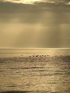 distant view of birds in the ocean in the sunset