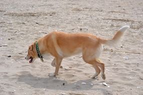 walking orange dog with a collar on the beach